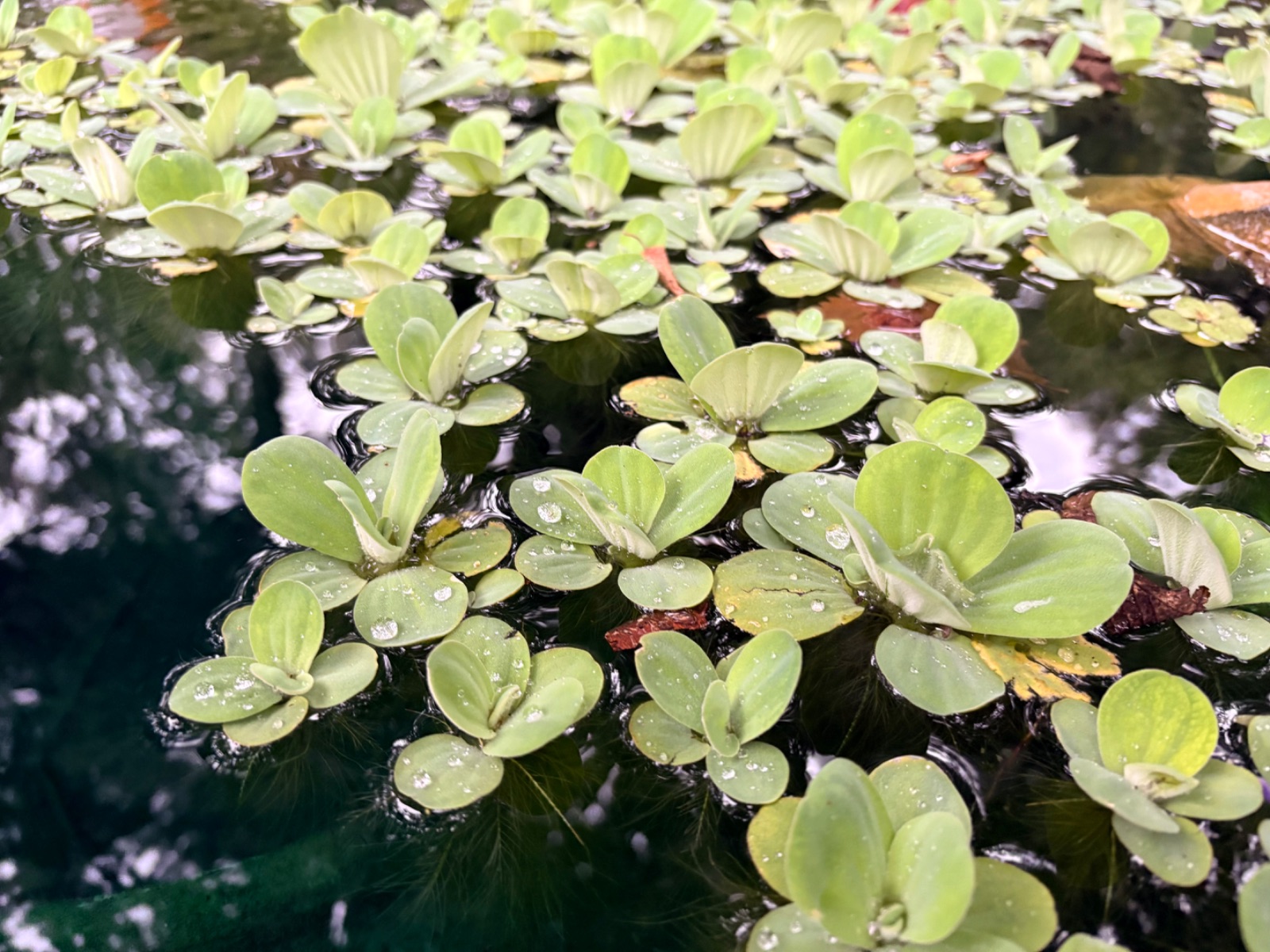Water Lettuce