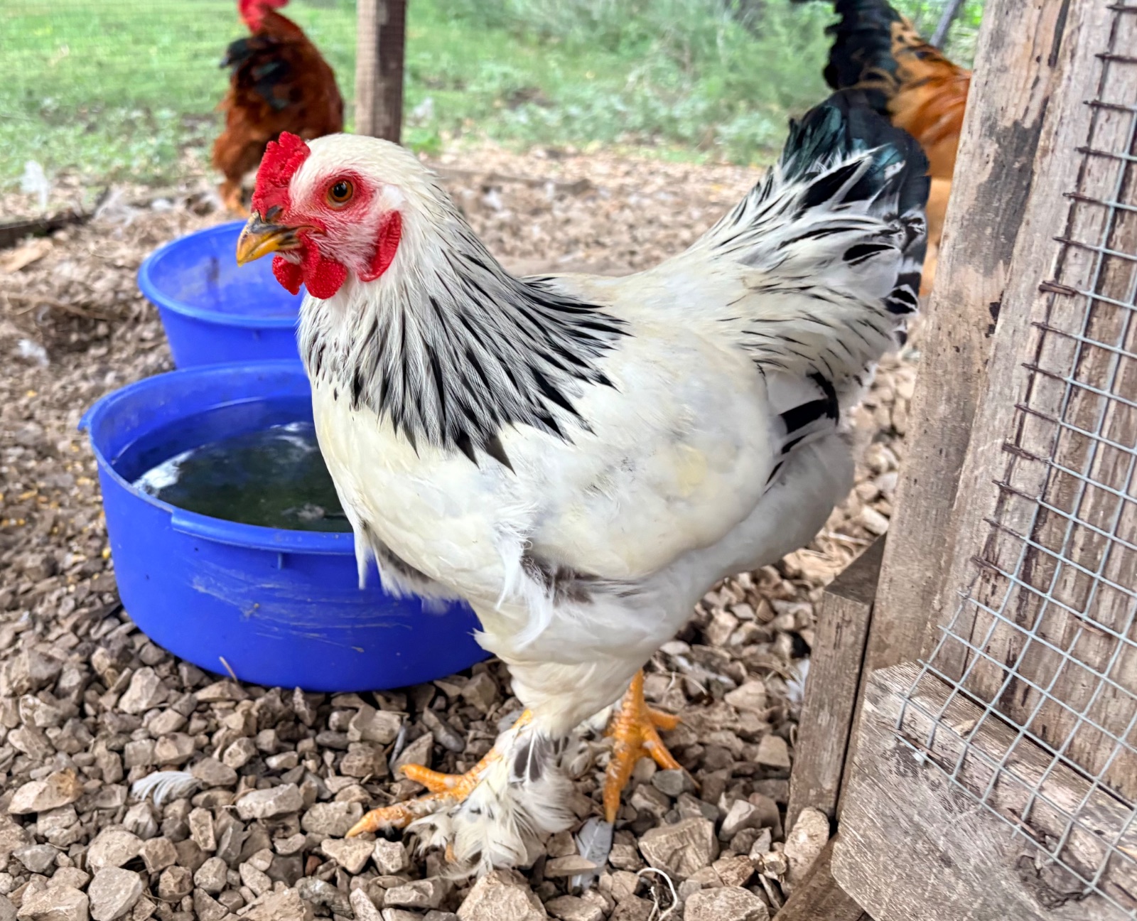 Bantam Brahma Roosters