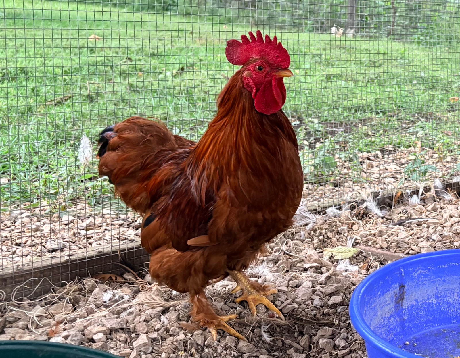Red Bantam Cochin Rooster - 2 years old