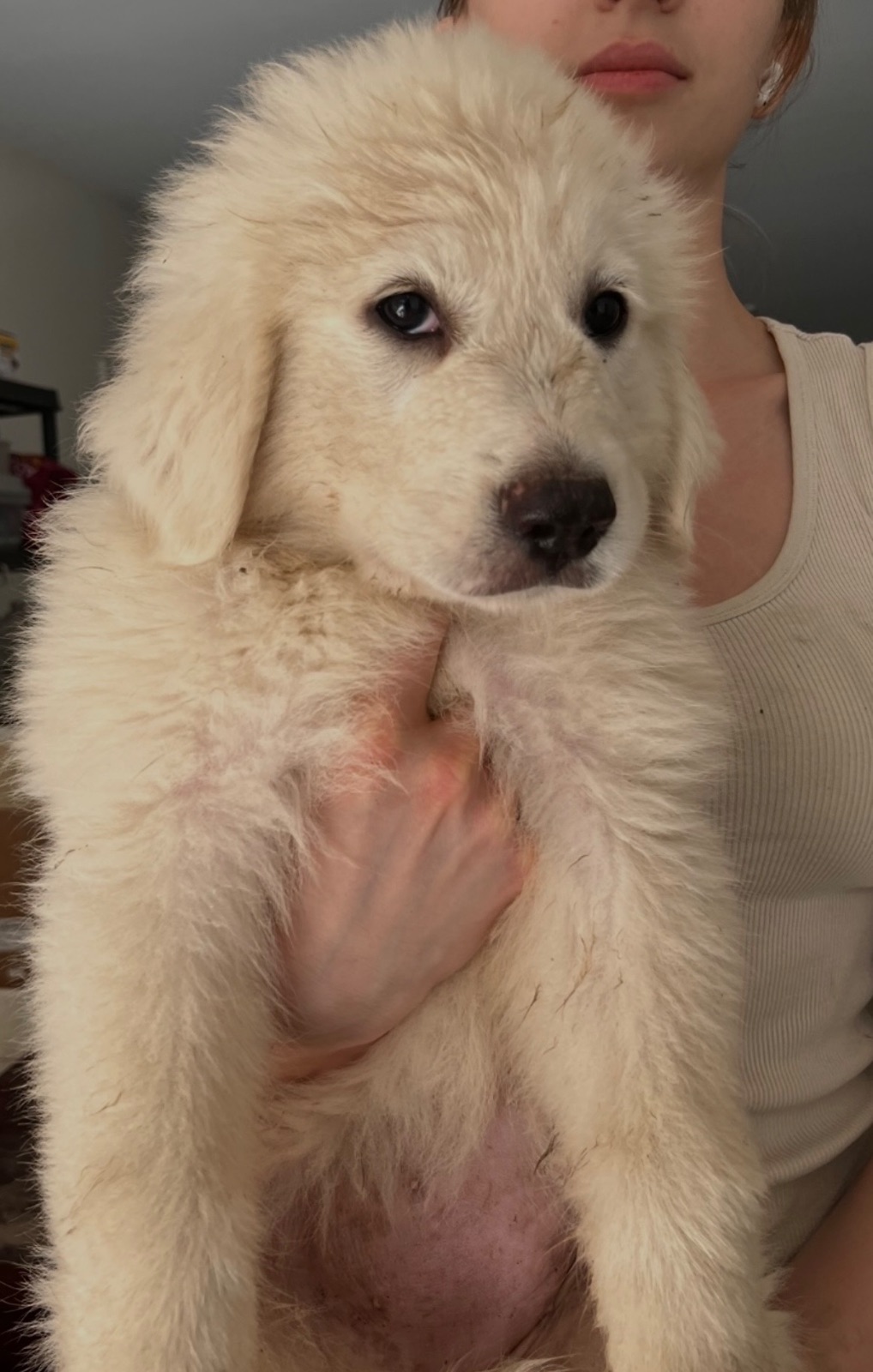AKC Great Pyrenees puppies