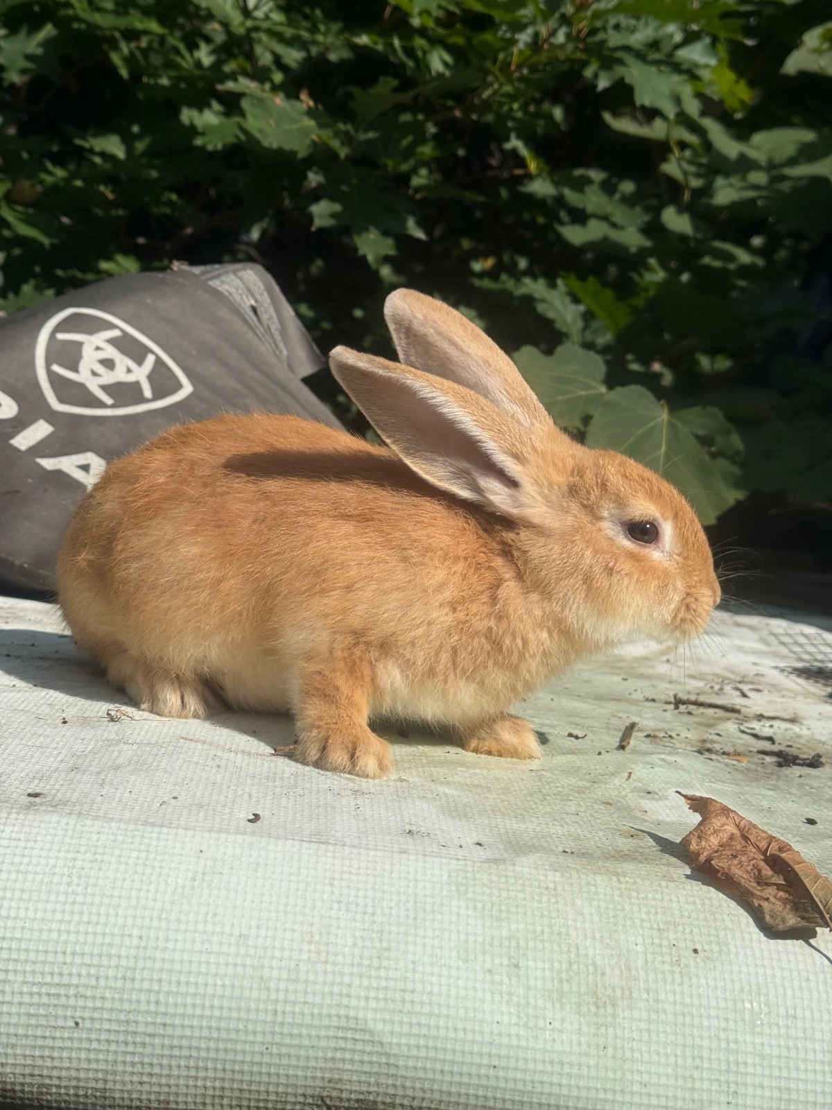 Rabbits