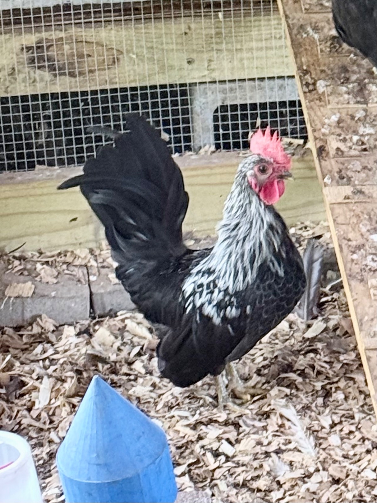 Japanese Bantam cockrel ( gray/ silver wheaton)