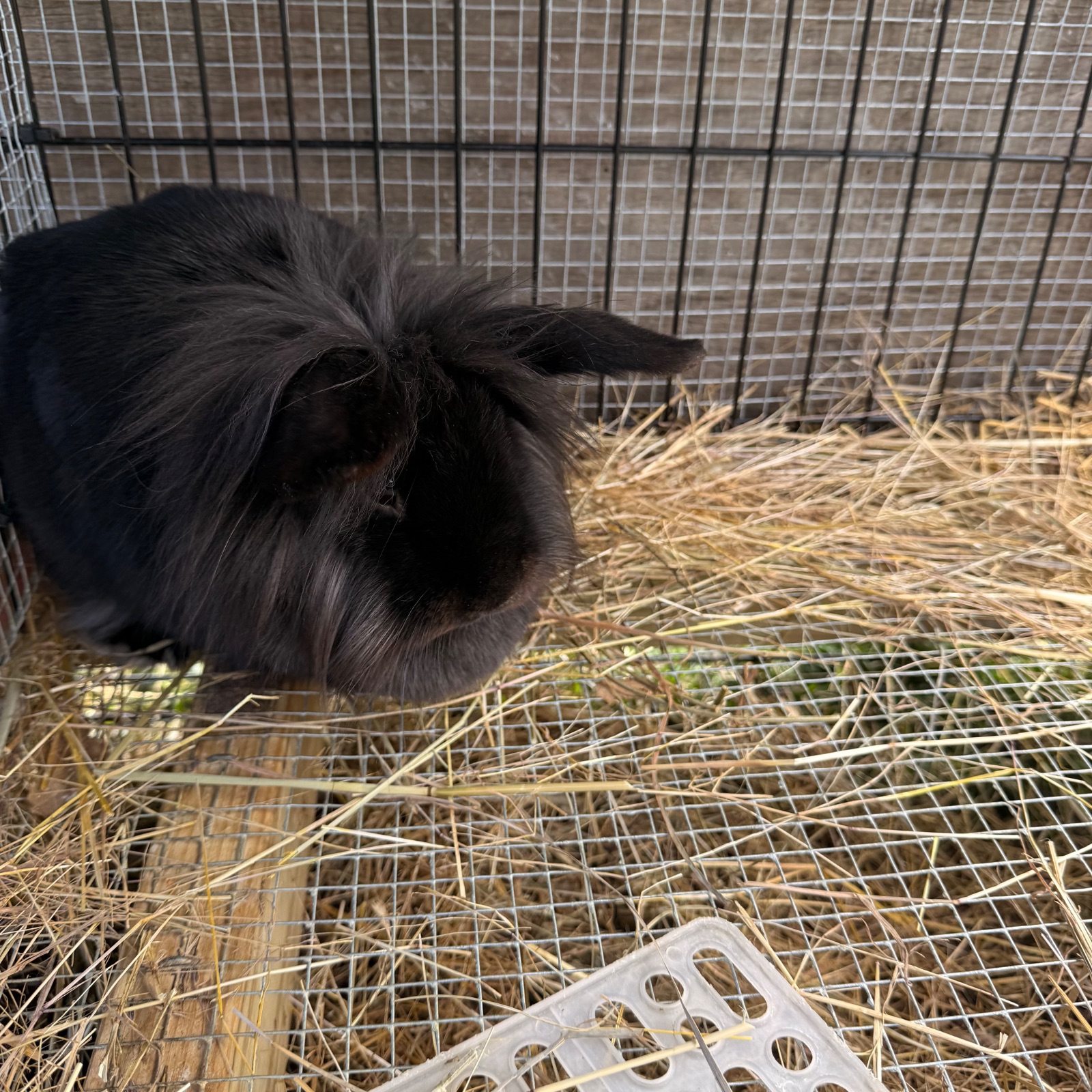 Lion Lop Buck & Doe Pair (possibly 1 year old)