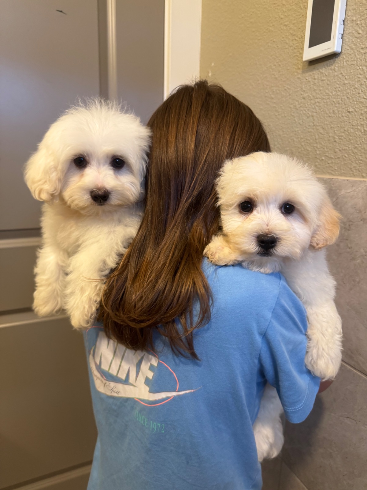 Maltipoo puppy