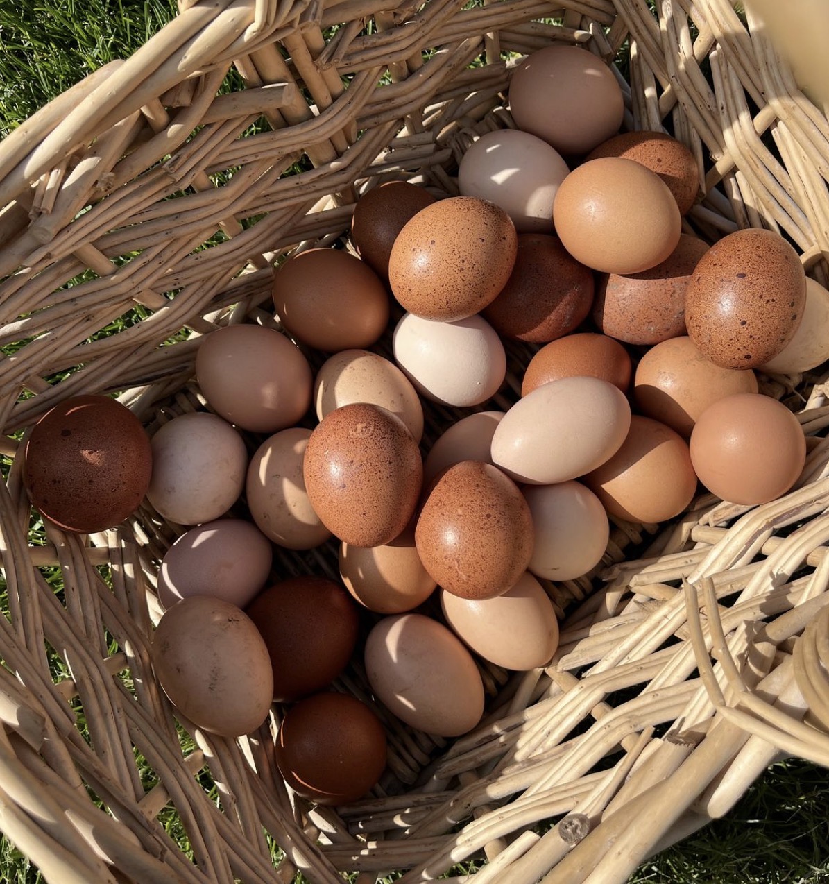 Fresh Farm Brown Chicken Eggs