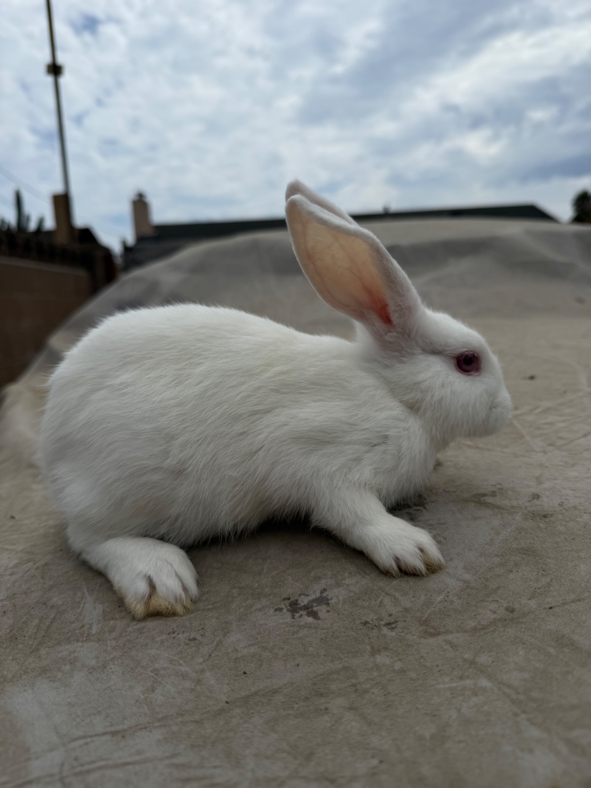 Rabbit