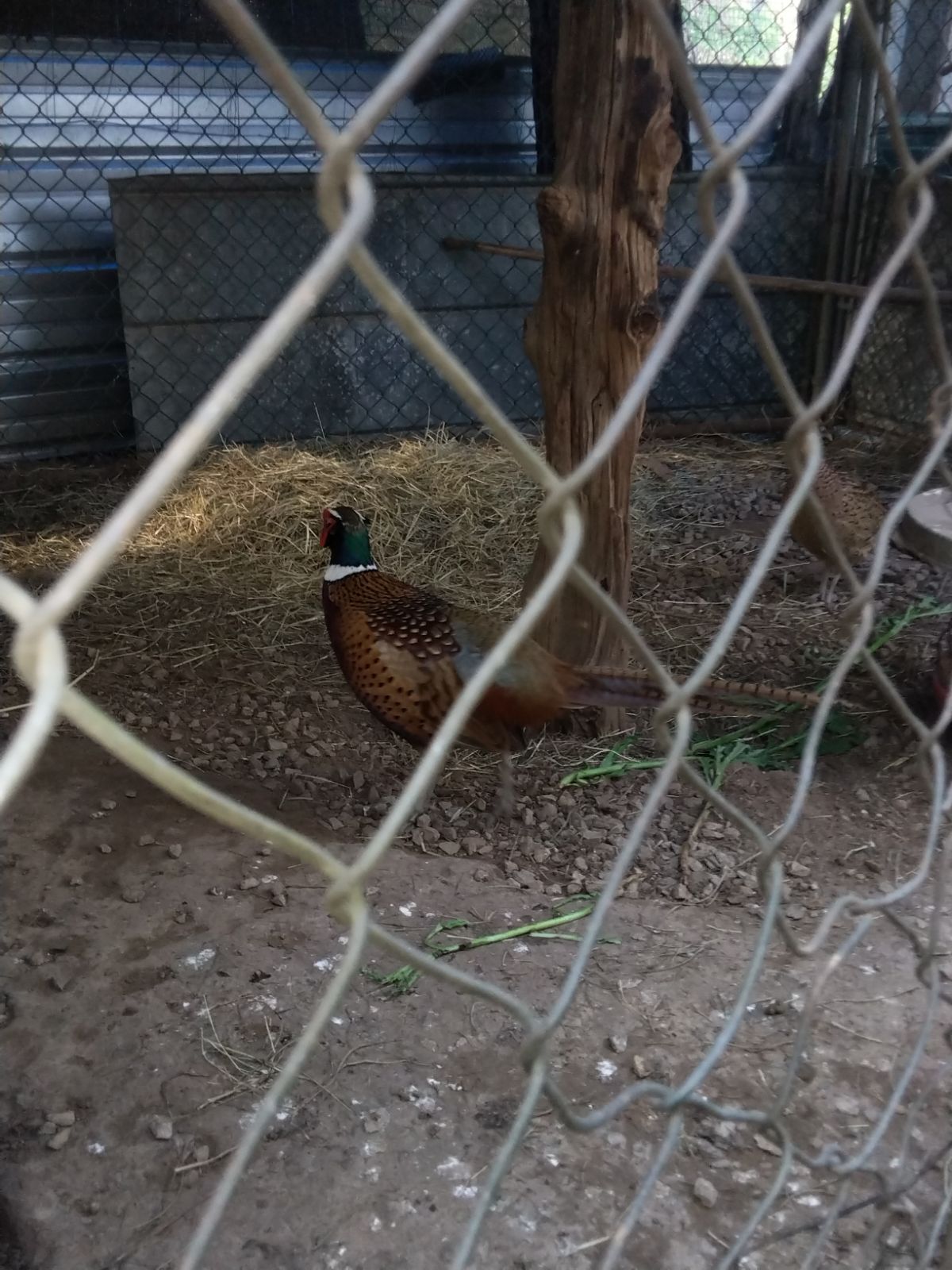 Ringneck pheasant