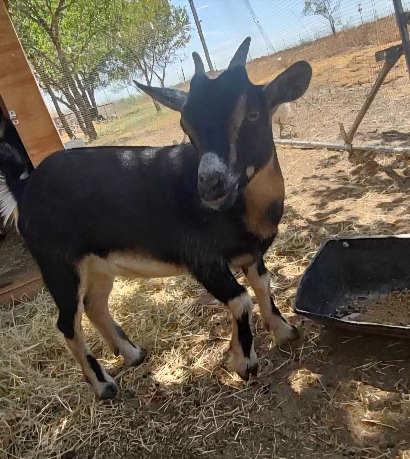 Goats Girlies