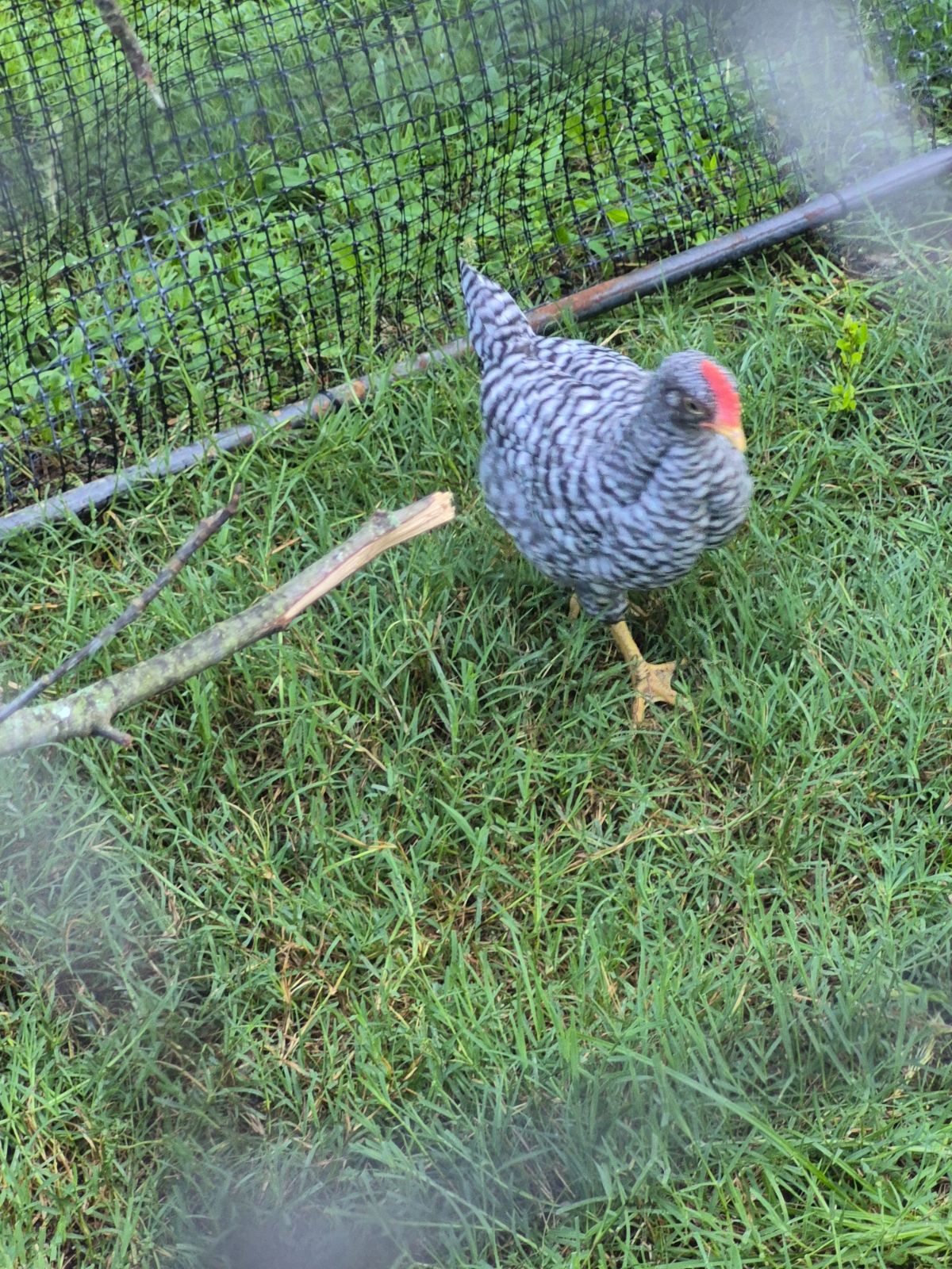 Rooster 4 months