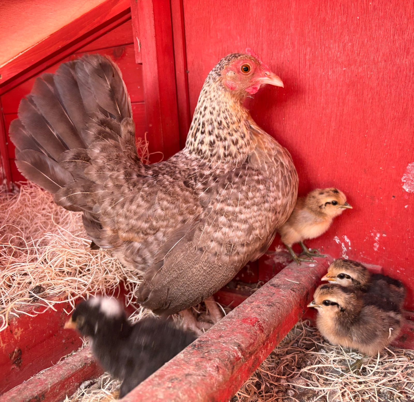 Old English Hen with 4 chicks