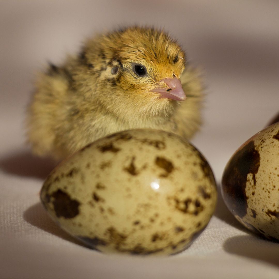 12 Coturnix Quail Eggs for Hatching Hens Choice