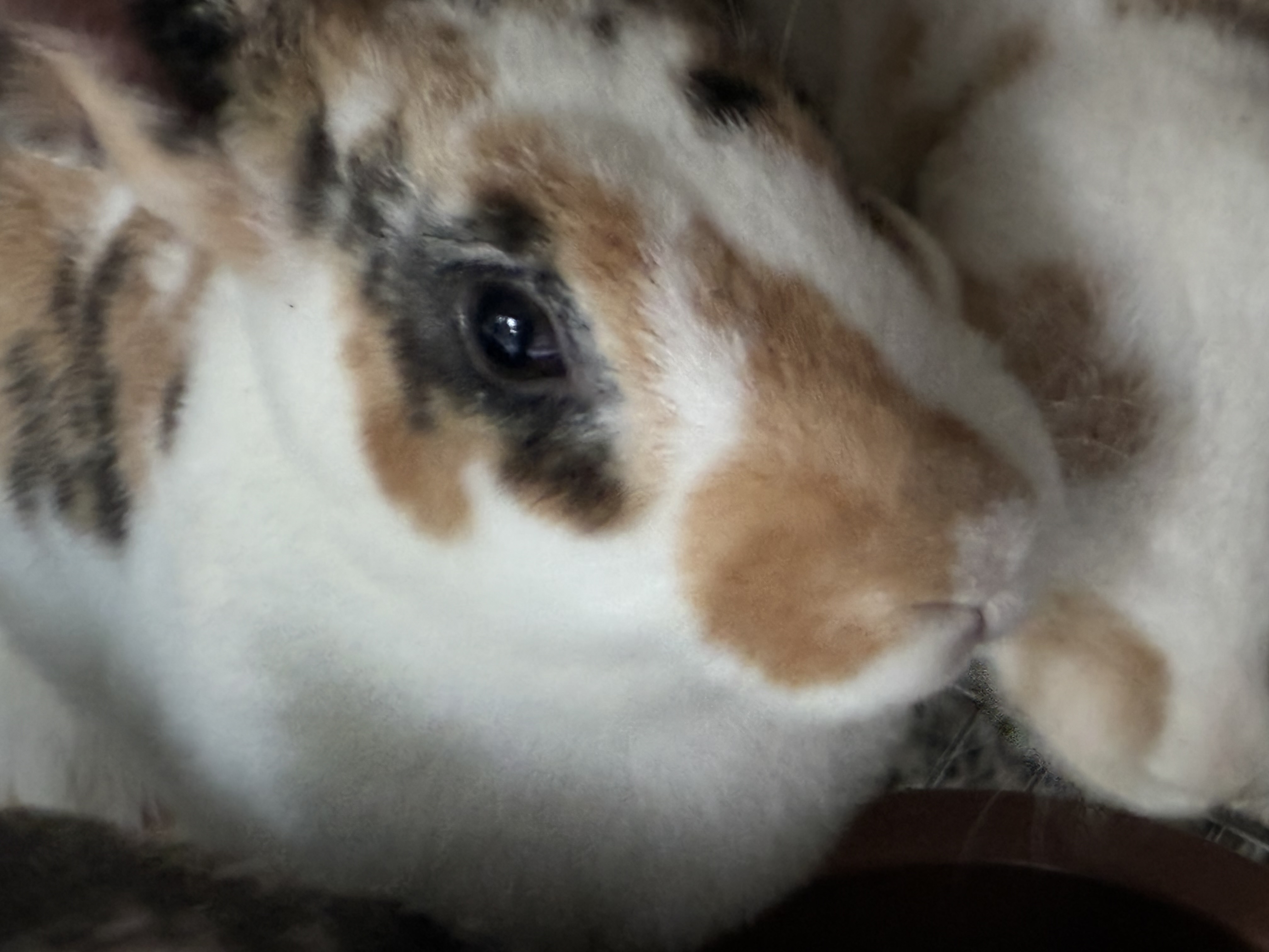 Standard Rex Rabbits
