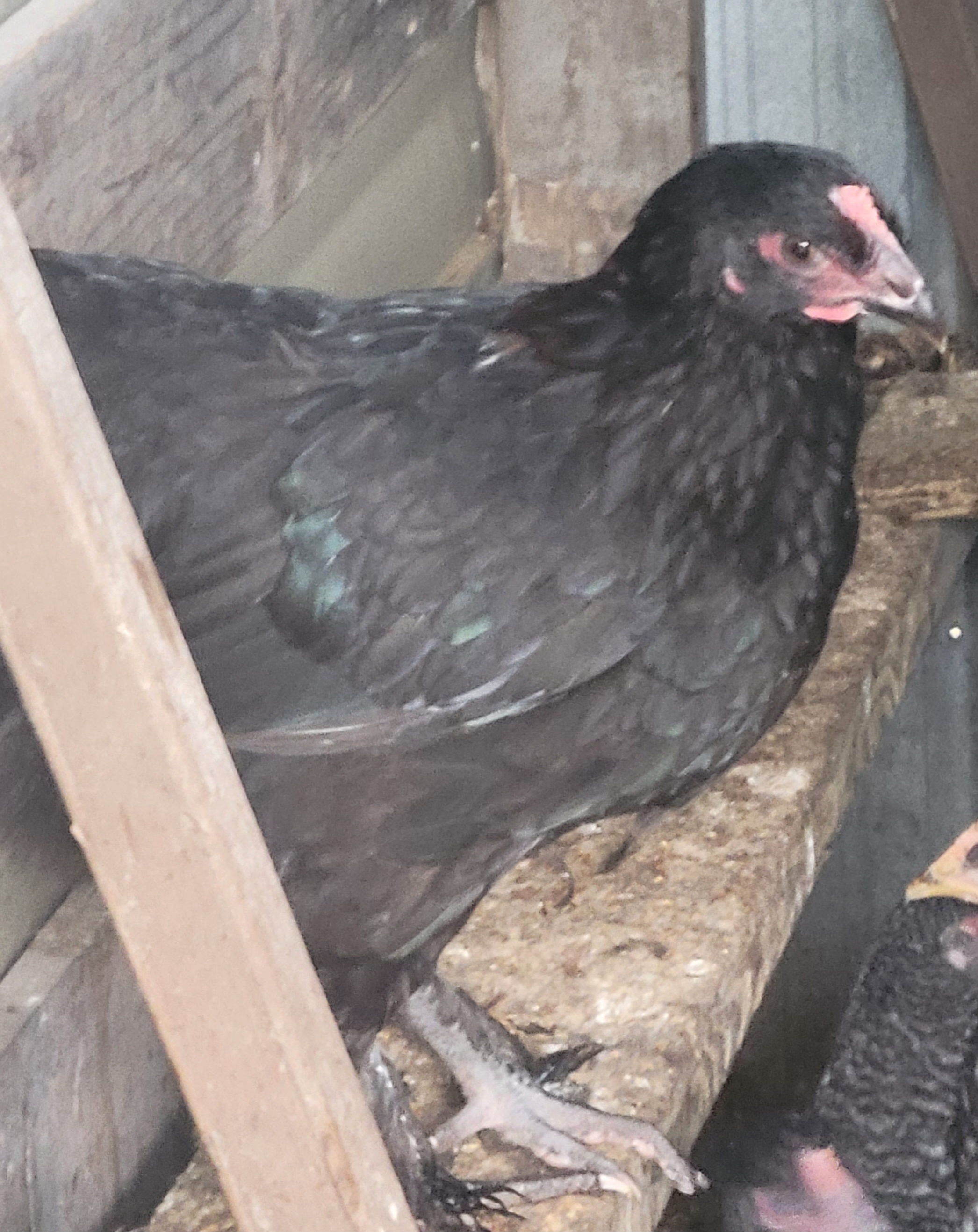 Black copper maran hens