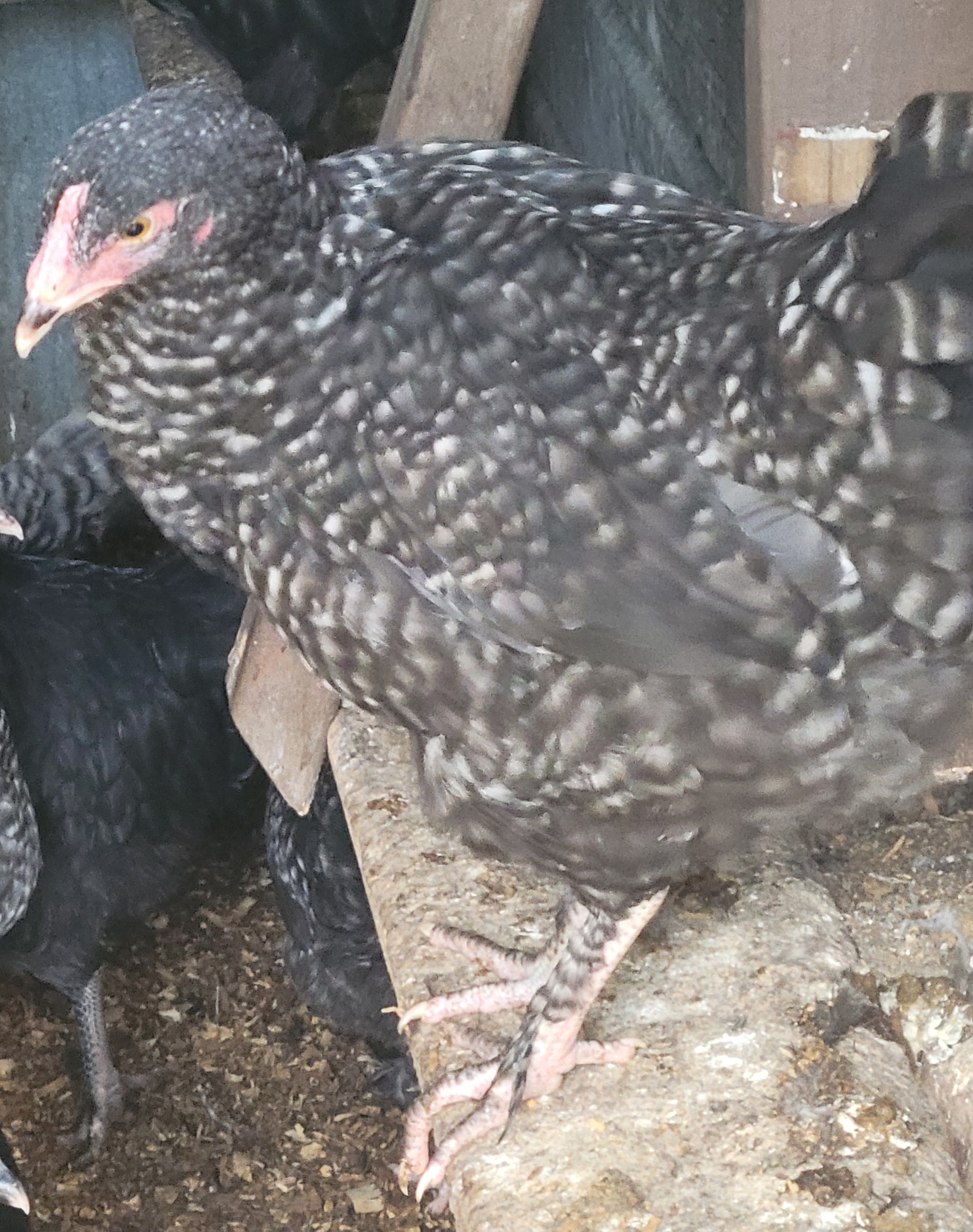 16 week old Plymouth Rock hens