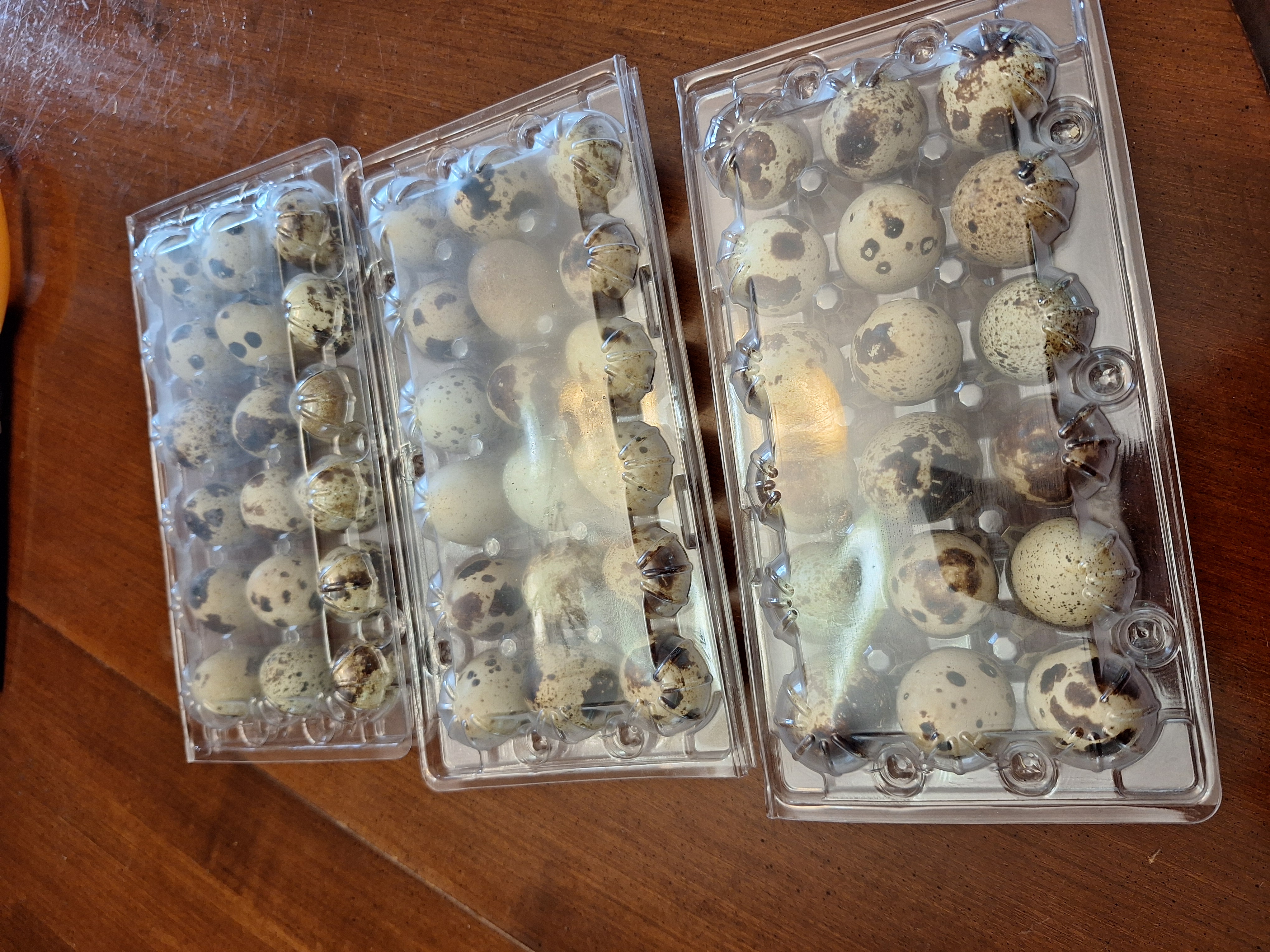 Oeufs de caille (quail eggs)