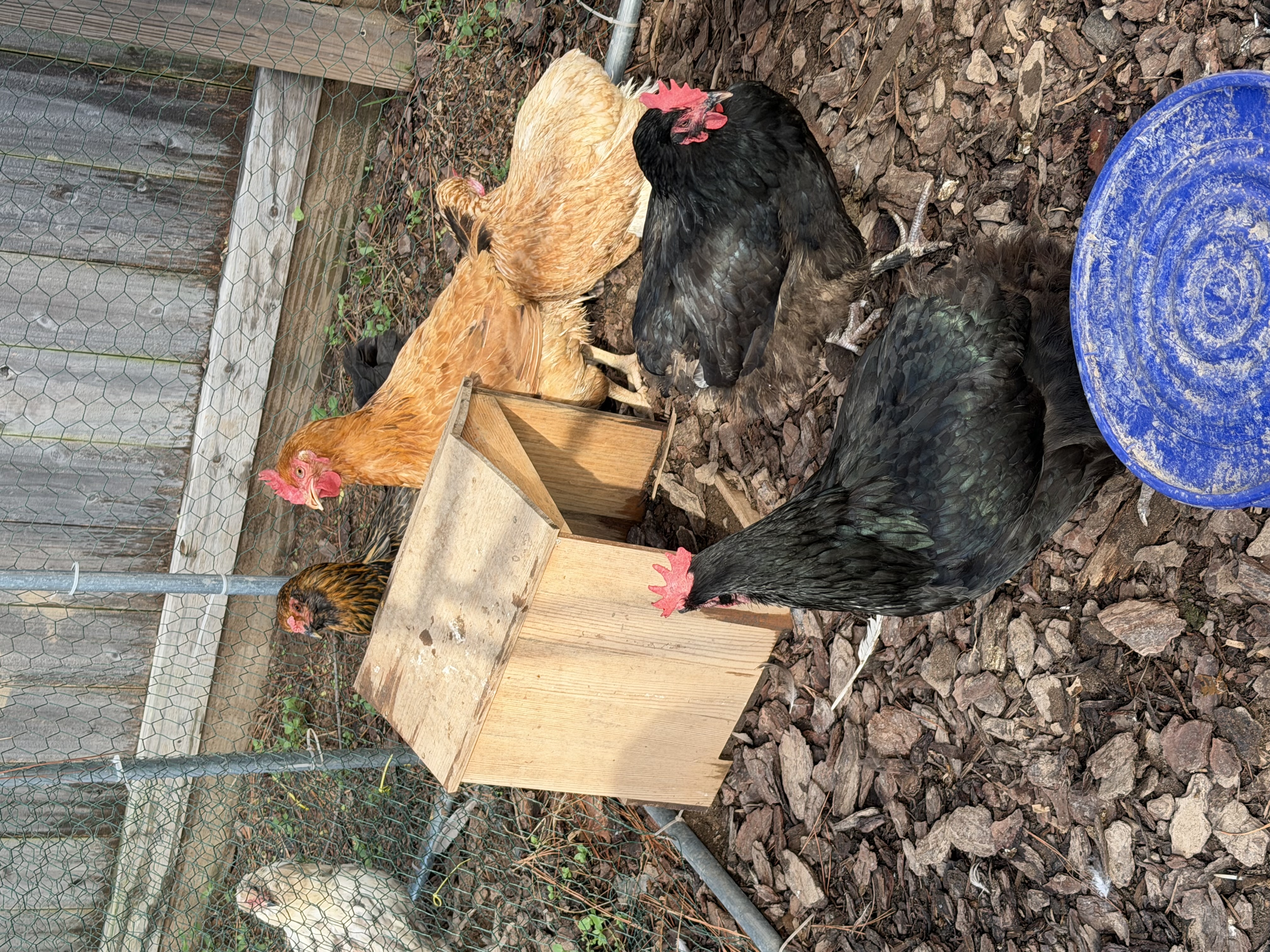 Laying hens