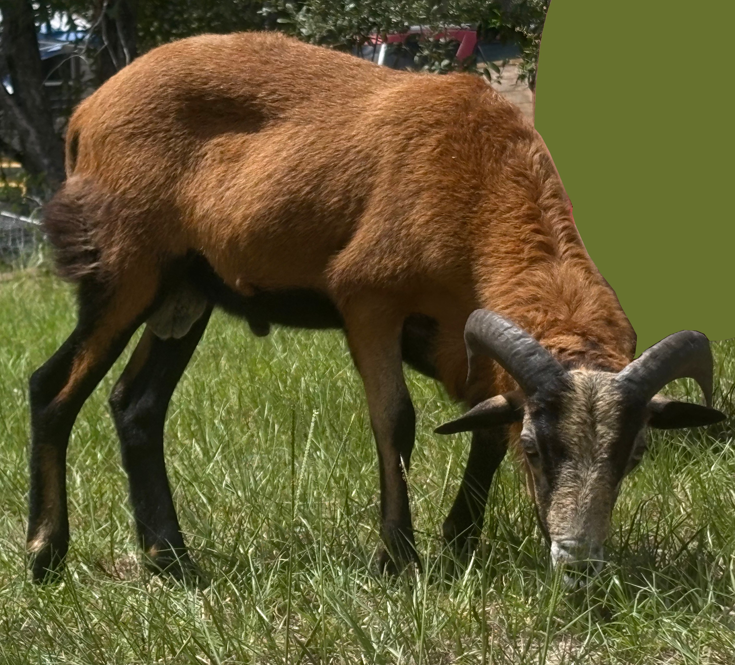 American Blackbelly Ram