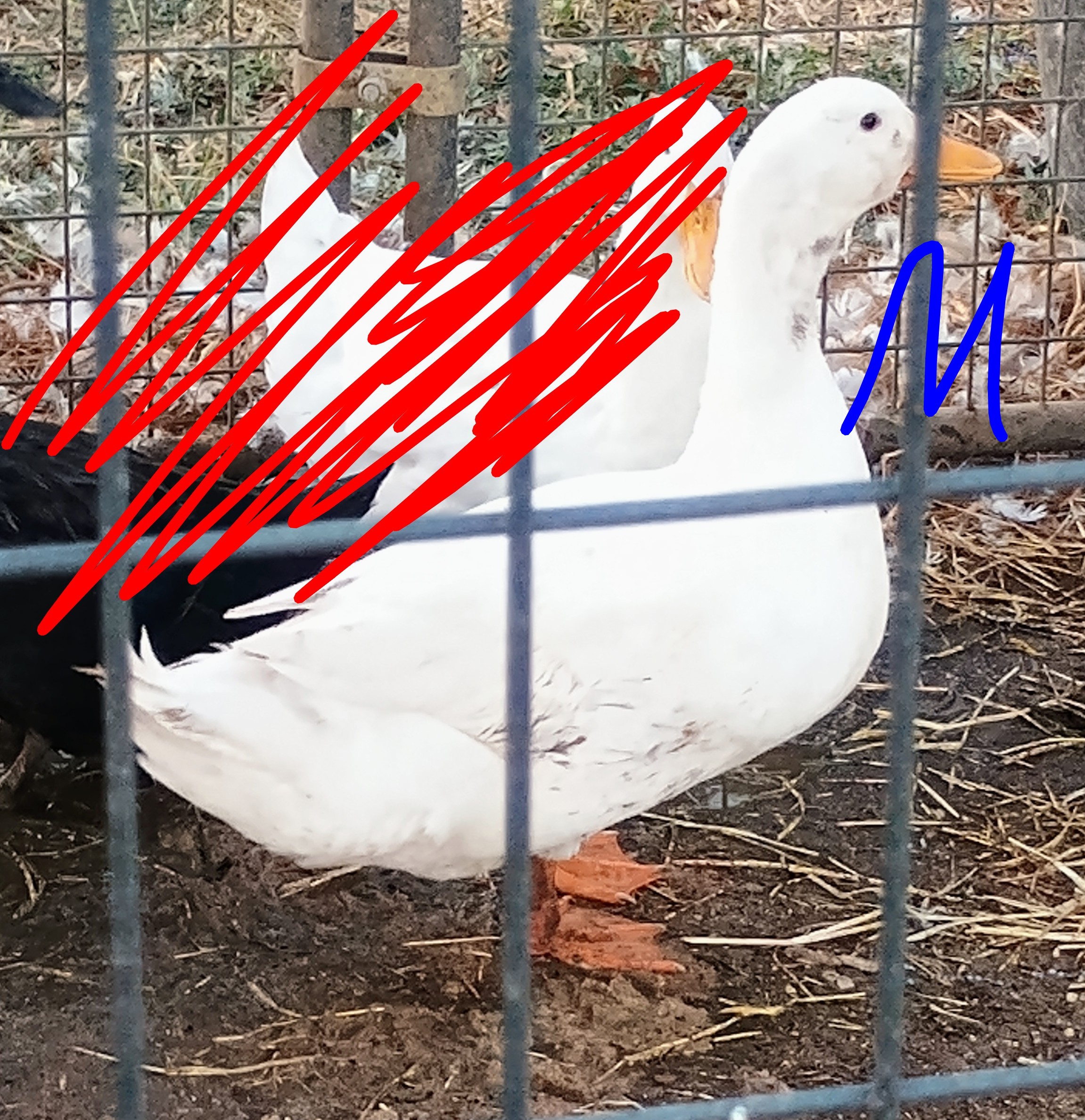 Adult Pekin Drake