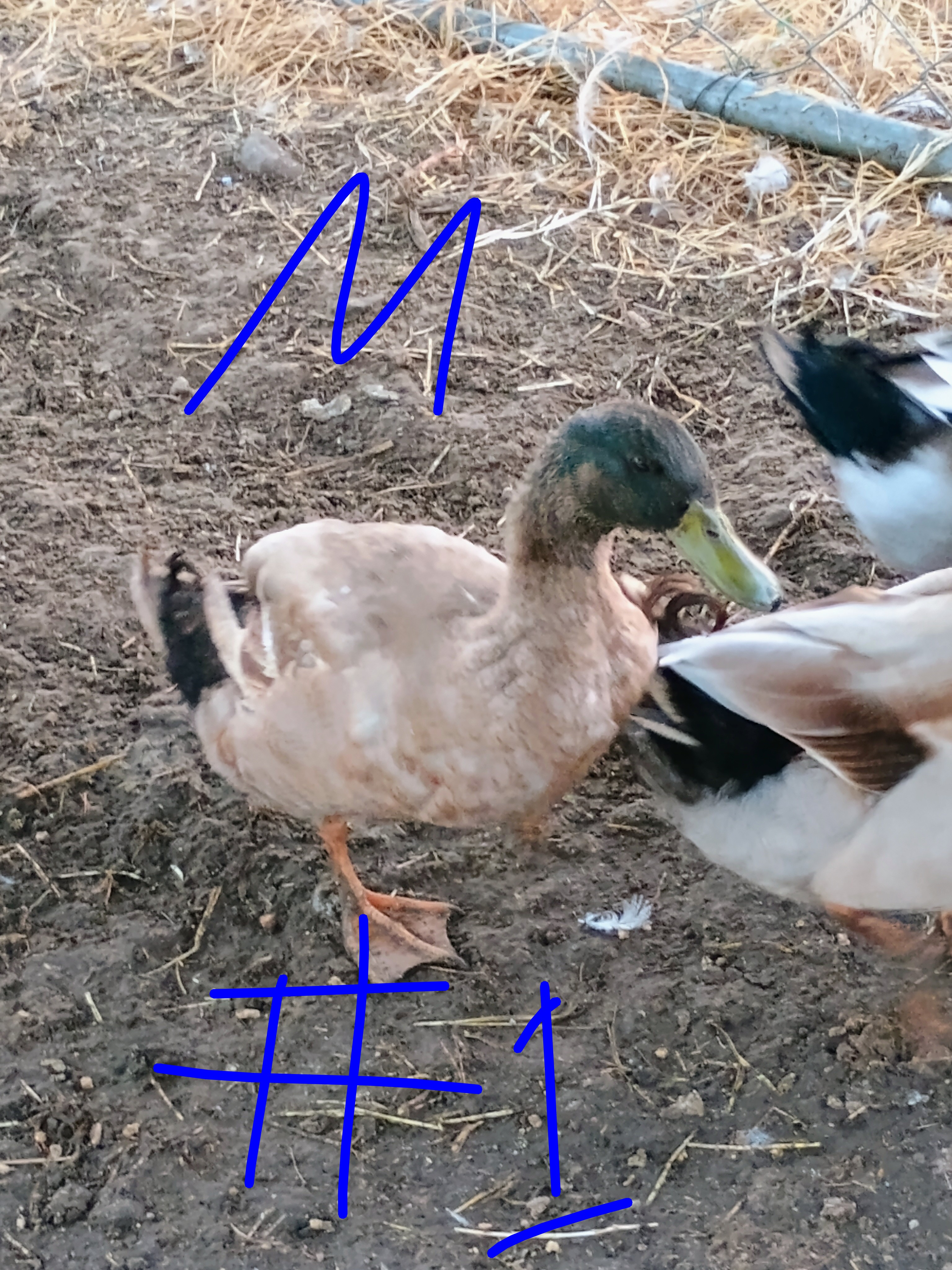 Adult Khaki Campbell Drakes