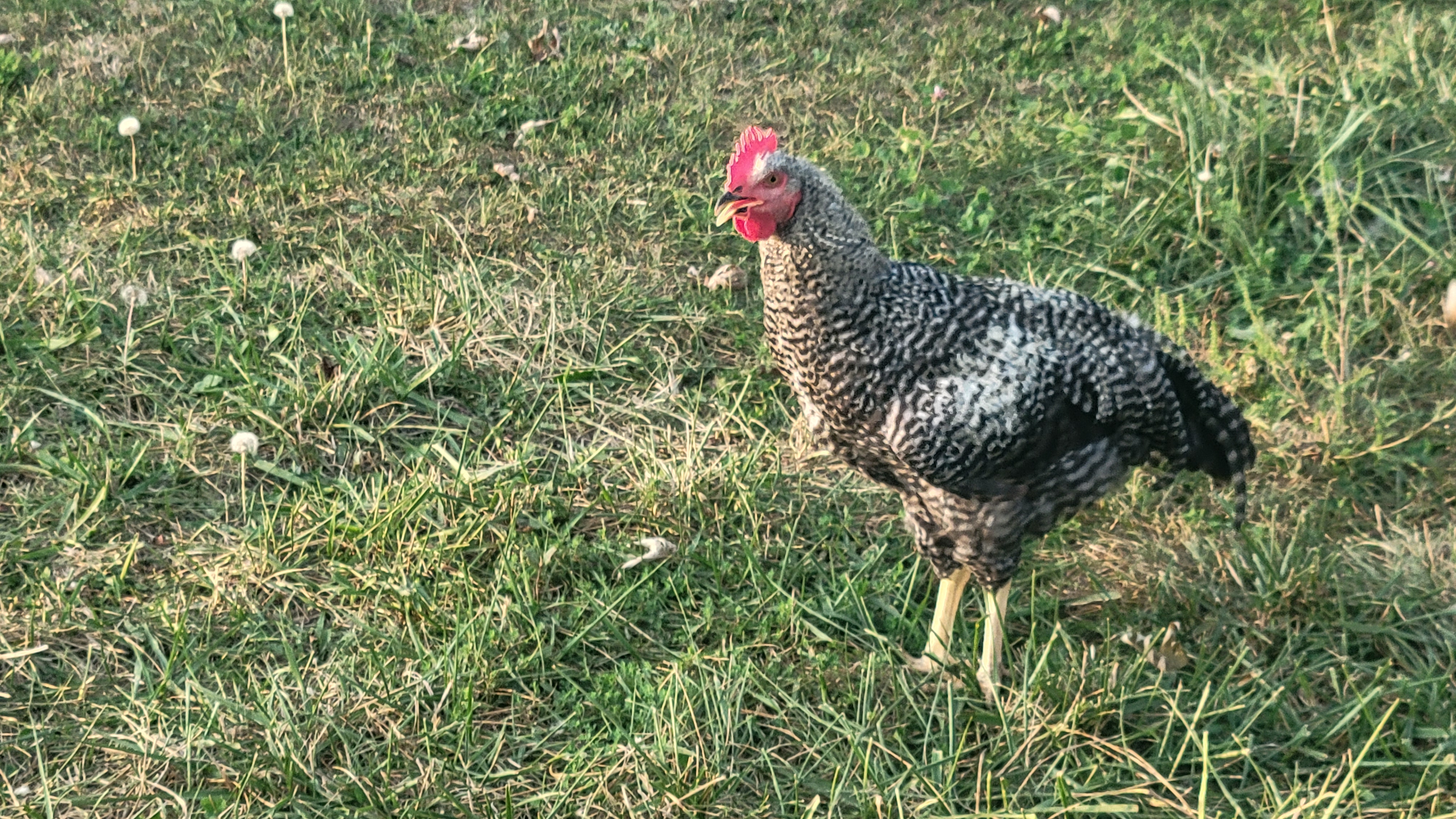 Roosters
