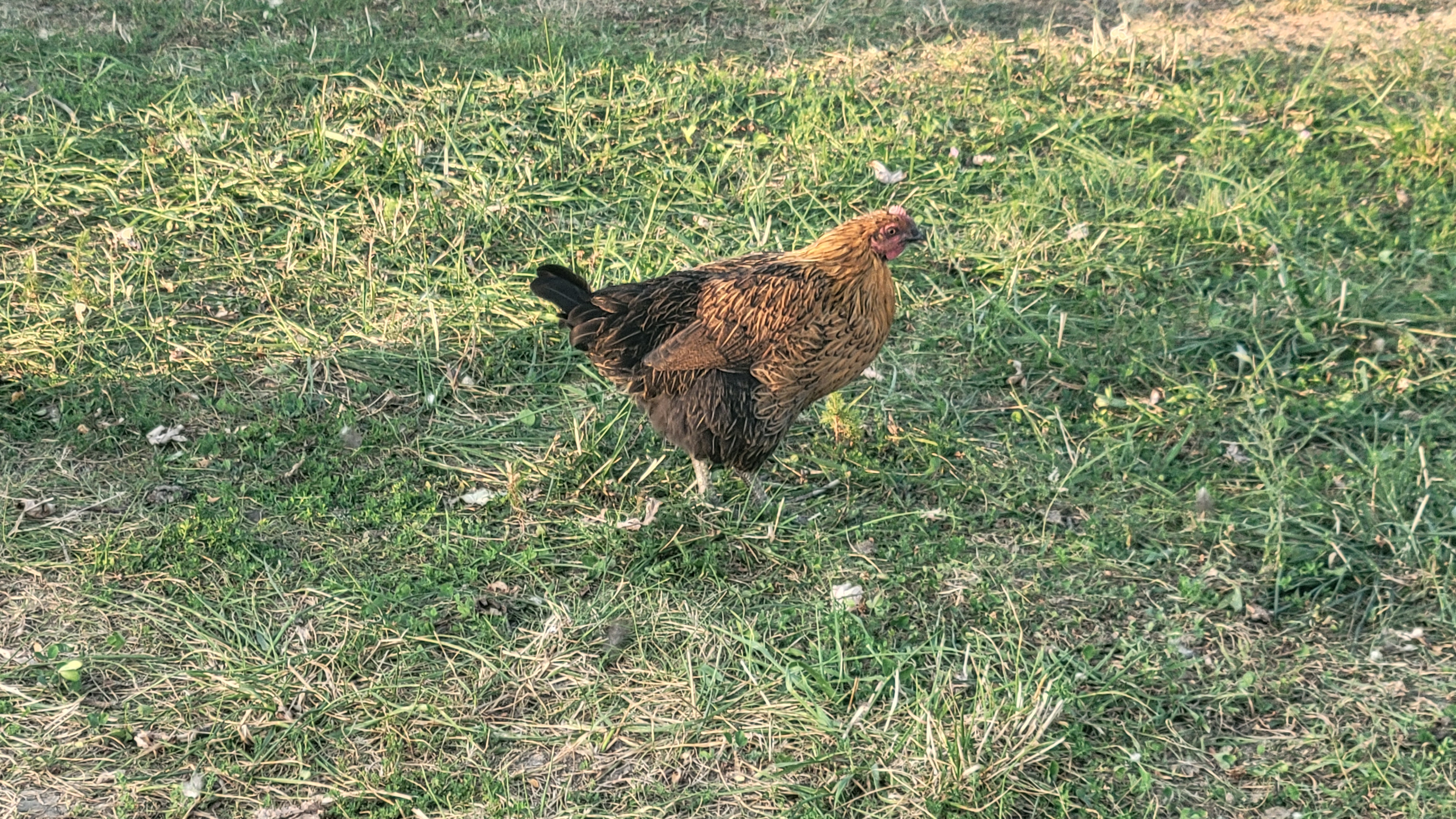 Pullets