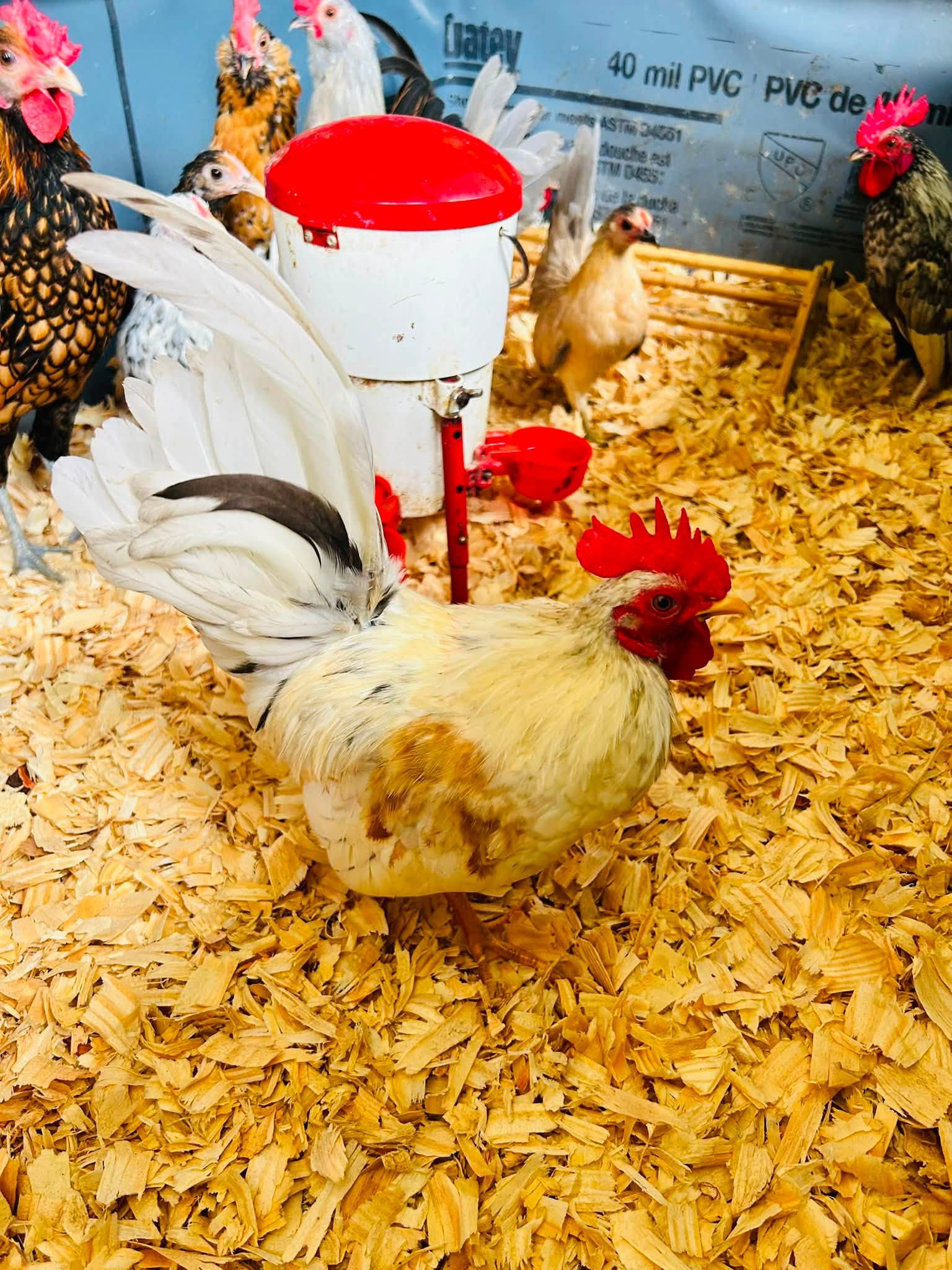 Kikiriki Roosters