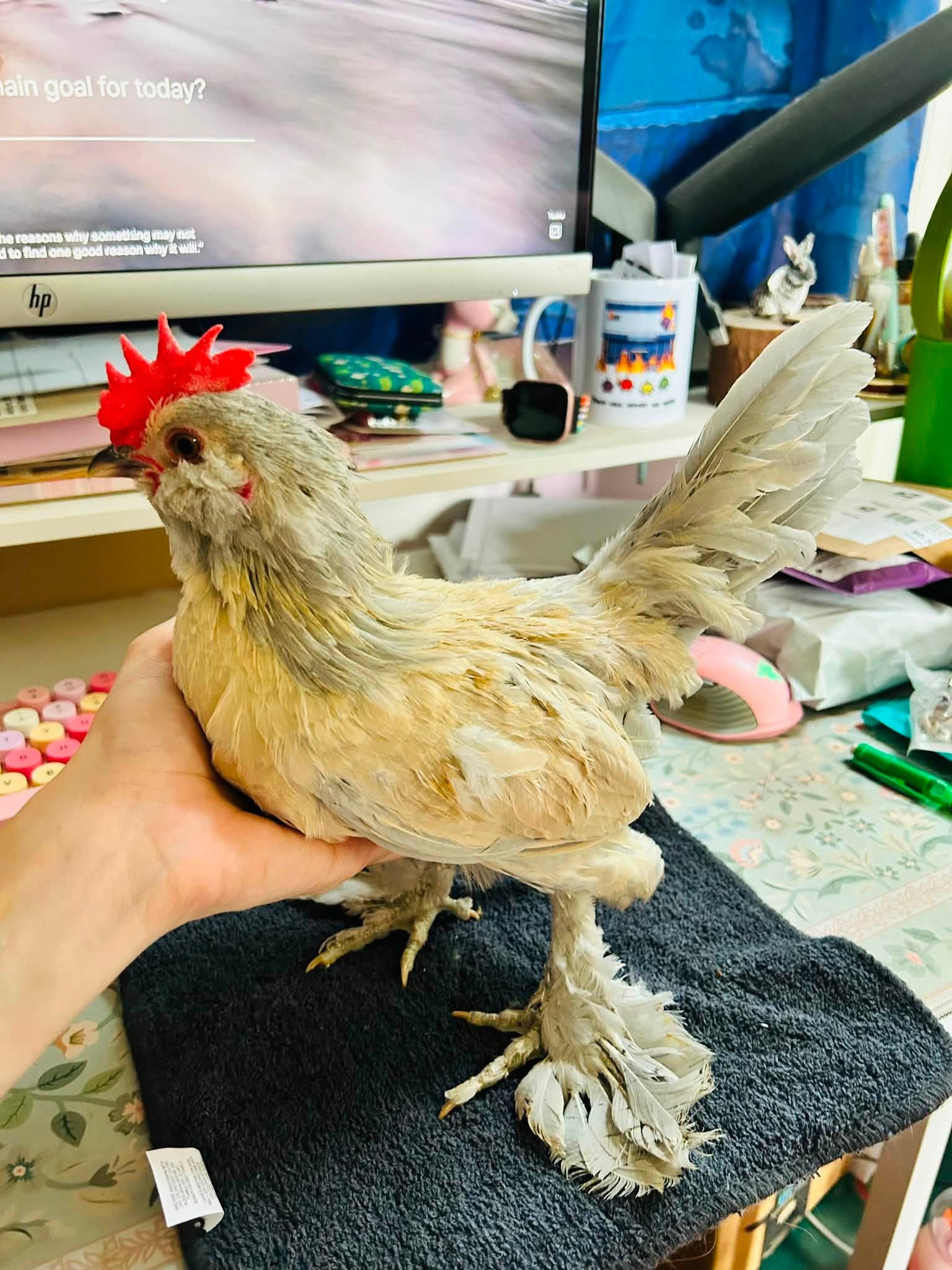 Young Porcelain D'uccle Rooster