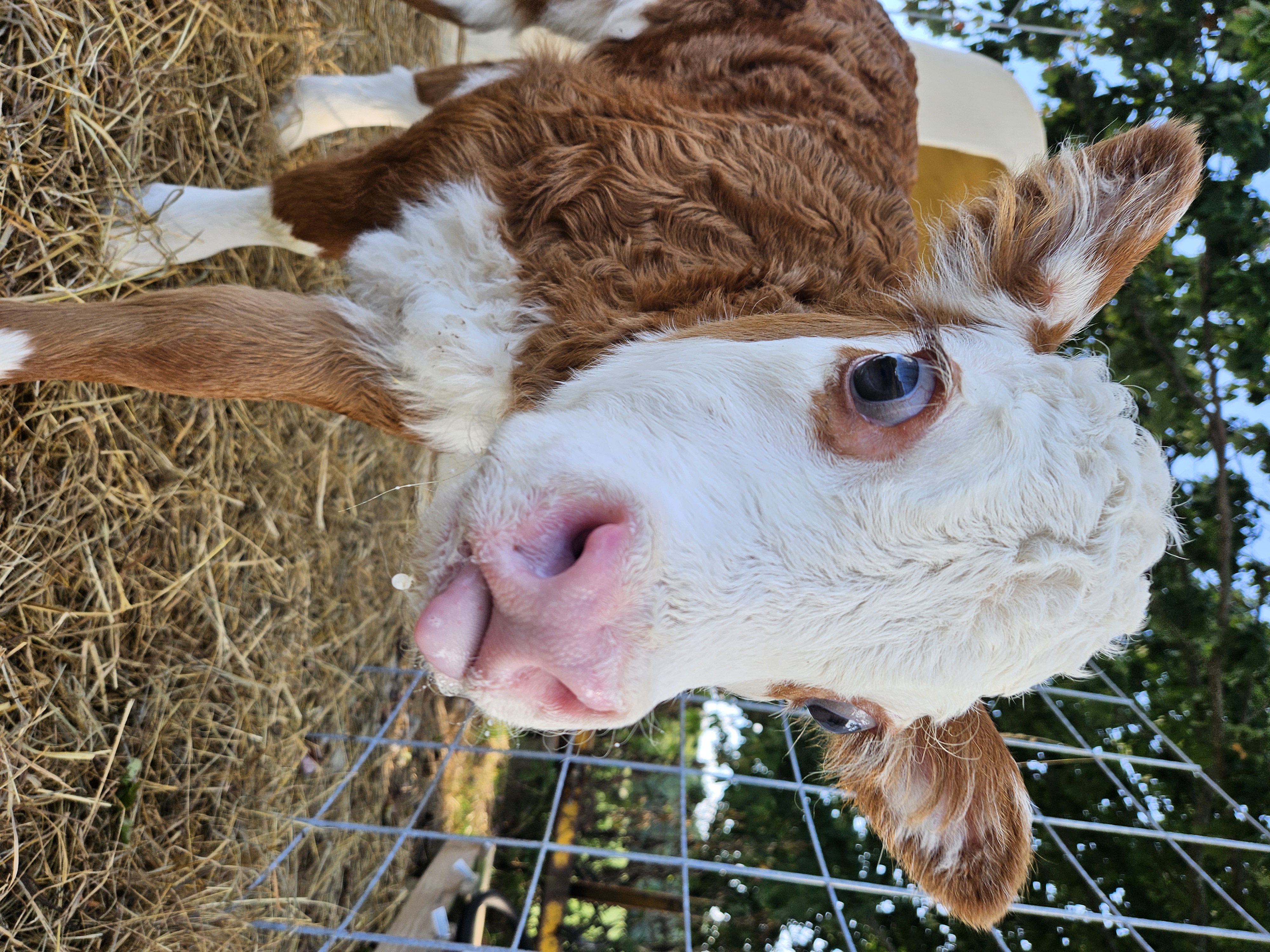 Mini Hereford Heifer